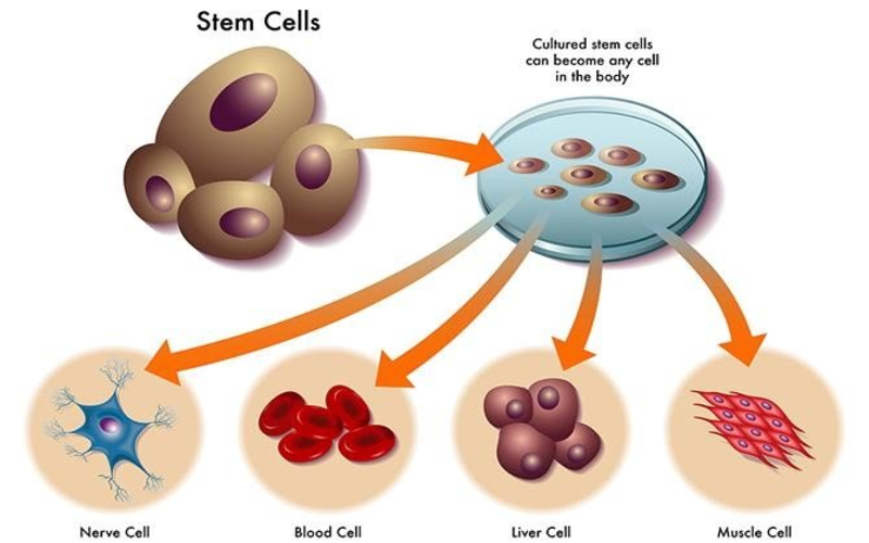 Tế bào gốc nội sinh trong y học